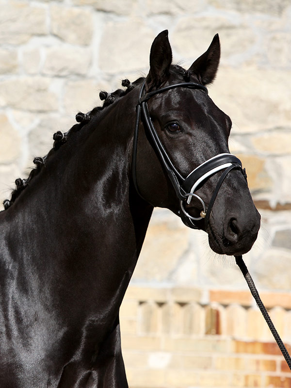 equine 4